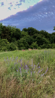 Evening Wildlife at the Heard